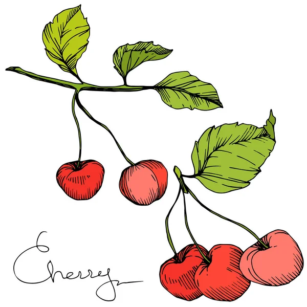 Vecteur Cerise fruit. Encre gravée rouge et verte. Elément d'illustration de baies isolées sur fond blanc . — Image vectorielle