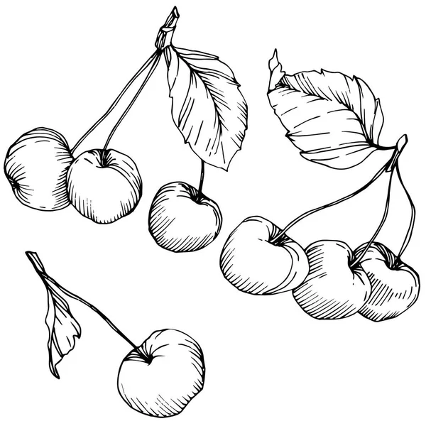 Vector de fruta de cereza. Tinta grabada en blanco y negro. Elemento de ilustración de bayas aisladas sobre fondo blanco . — Vector de stock