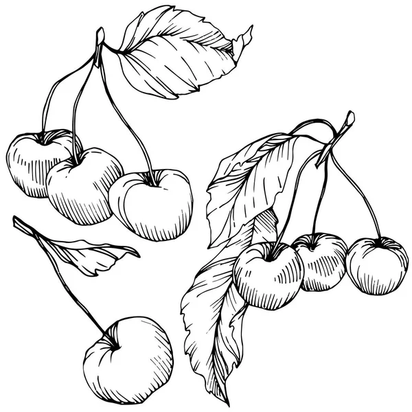 Kiraz meyve vektör. Siyah ve beyaz mürekkep sanat kazınmış. İzole berry illüstrasyon öğe beyaz arka plan üzerinde.