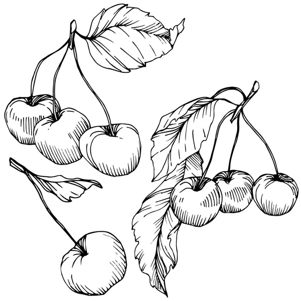 桜の果実をベクトルします。黒と白には、アートが刻まれています。白い背景の上の孤立したベリーの図要素. — ストックベクタ