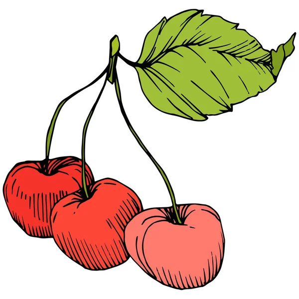 Vecteur Cerise fruit. Encre gravée rouge et verte. Elément d'illustration de baies isolées sur fond blanc . — Image vectorielle