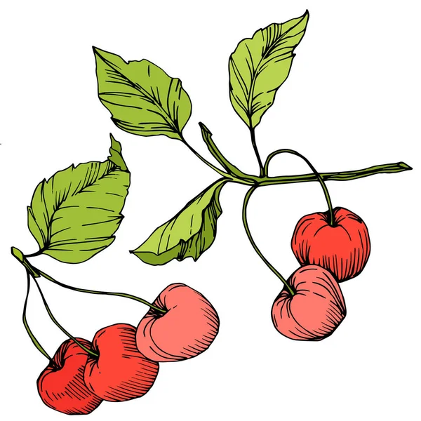 Vektorkirschfrüchte. rote und grüne Gravurtintenkunst. isolierte Beere Illustration Element auf weißem Hintergrund. — Stockvektor