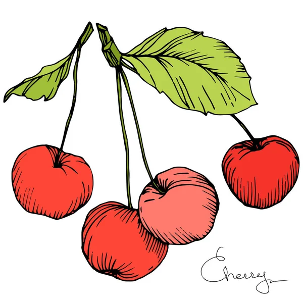 Vecteur Cerise fruit. Encre gravée rouge et verte. Elément d'illustration de baies isolées sur fond blanc . — Image vectorielle