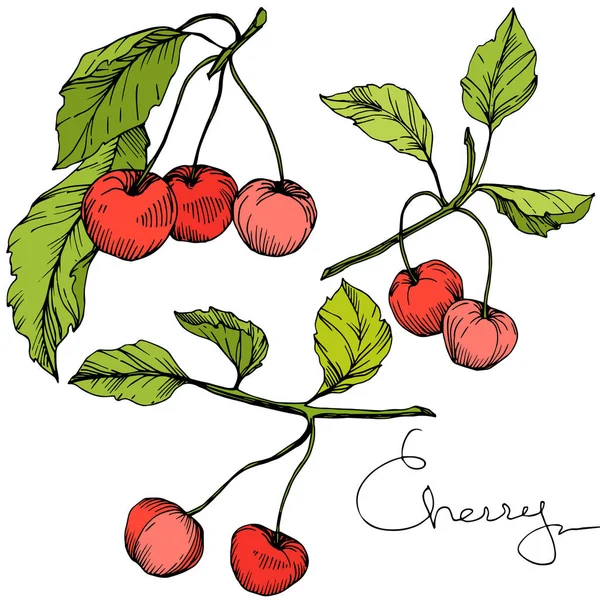 Vector Cherry vruchten. Rood en groen gegraveerd inkt kunst. Geïsoleerde berry illustratie element op witte achtergrond. — Stockvector