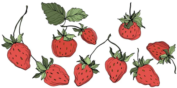 Vector Strawberry fruits. Green leaf. Red and green engraved ink art. Isolated strawberry illustration element. — Stock Vector