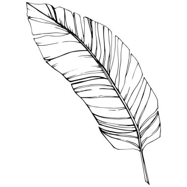 Vektör egzotik tropik hawaiian yaz. Siyah ve beyaz mürekkep sanat kazınmış. İzole yaprak illüstrasyon öğesi.