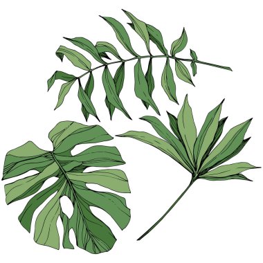 Vektör egzotik tropik hawaiian yaz. Yeşil mürekkep sanat kazınmış. İzole yaprak illüstrasyon öğesi.