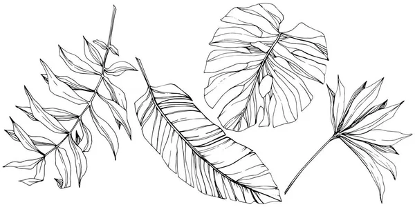 Vektor exotischen tropischen hawaiianischen Sommer. Schwarz-weiß gestochene Tuschekunst. isoliertes Blattillustrationselement. — Stockvektor