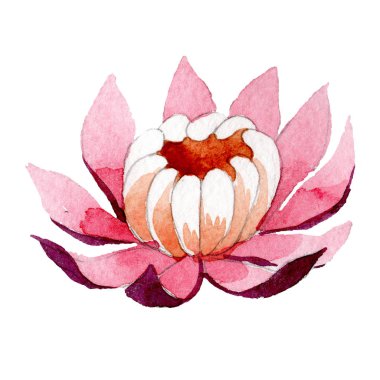 Pembe lotus botanik çiçek. Suluboya arka plan illüstrasyon küme. İzole lotus illüstrasyon öğesi.