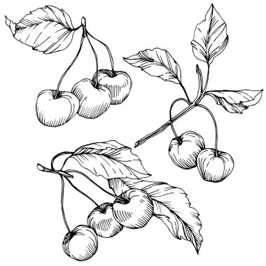 Kiraz meyve vektör. Siyah ve beyaz mürekkep sanat kazınmış. İzole berry illüstrasyon öğe beyaz arka plan üzerinde.