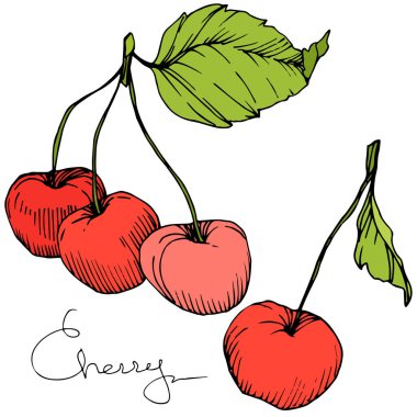Kiraz meyve vektör. Kırmızı ve yeşil mürekkep sanat kazınmış. İzole berry illüstrasyon öğe beyaz arka plan üzerinde.