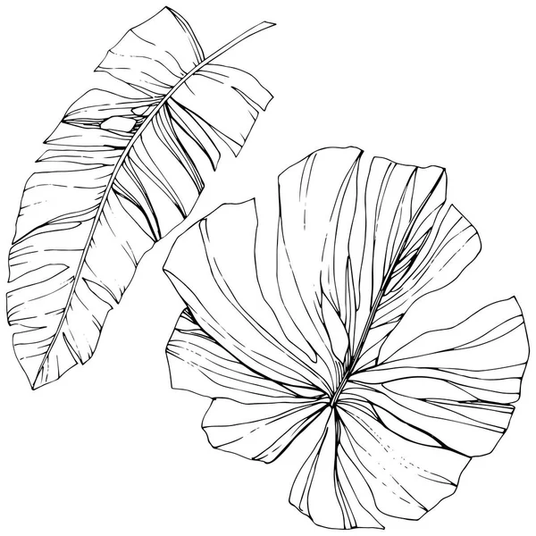 Vector Verano hawaiano tropical exótico. Tinta grabada en blanco y negro. Elemento de ilustración de hojas aisladas . — Vector de stock