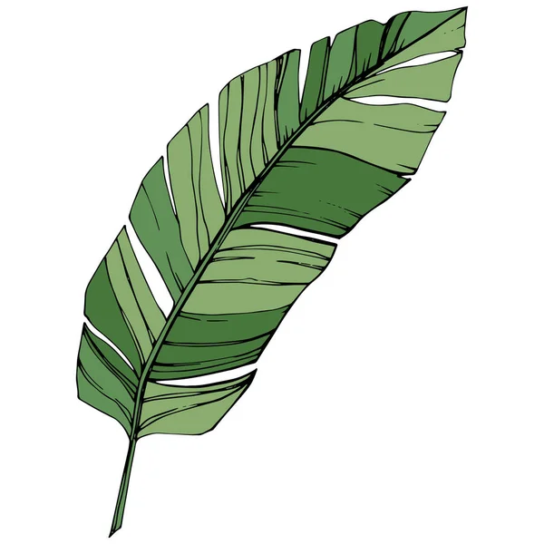 Vecteur Été hawaïen tropical exotique. Encre gravée verte. Elément d'illustration de feuille isolé . — Image vectorielle