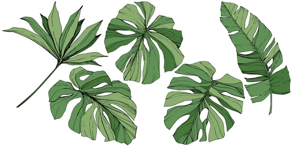 向量异国情调热带夏威夷夏天。绿色雕刻水墨艺术。被隔绝的叶子例证元素. — 图库矢量图片