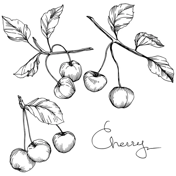 Vector de fruta de cereza. Tinta grabada en blanco y negro. Elemento de ilustración de bayas aisladas sobre fondo blanco . — Archivo Imágenes Vectoriales