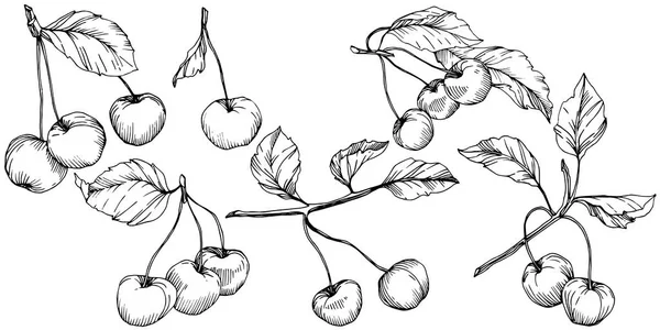 桜の果実をベクトルします。黒と白には、アートが刻まれています。白い背景の上の孤立したベリーの図要素. — ストックベクタ