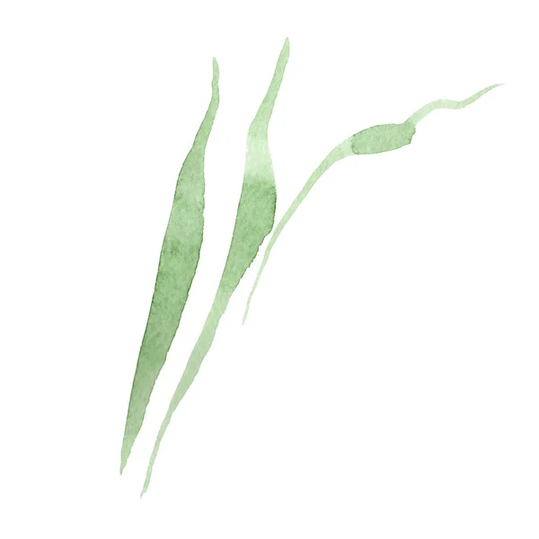 Grön iris blad. Blommig botaniska blomma. Akvarell bakgrund illustration set. Isolerade blad illustration element. — Stockfoto