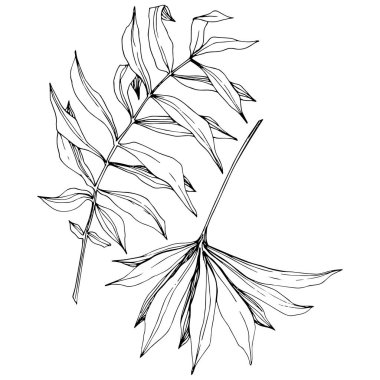 Vektör egzotik tropik hawaiian yaz. Siyah ve beyaz mürekkep sanat kazınmış. İzole yaprak illüstrasyon öğesi.