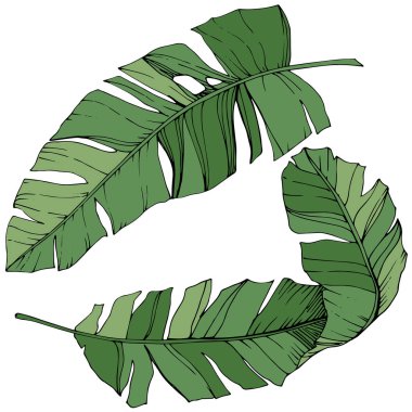 Vektör egzotik tropik hawaiian yaz. Yeşil mürekkep sanat kazınmış. İzole yaprak illüstrasyon öğesi.