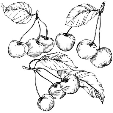 Kiraz meyve vektör. Siyah ve beyaz mürekkep sanat kazınmış. İzole berry illüstrasyon öğe beyaz arka plan üzerinde.