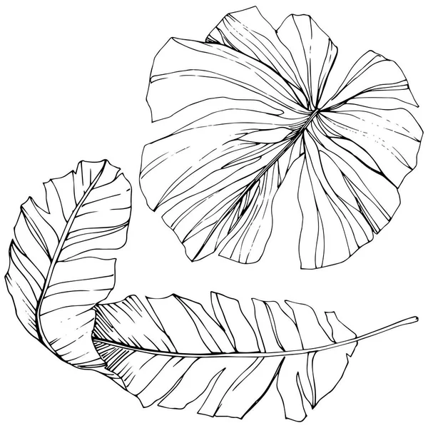 Vetor Verão tropical havaiano exótico. Tinta gravada a preto e branco. Elemento isolado de ilustração foliar . —  Vetores de Stock