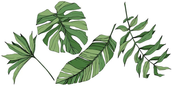 Vector exotiska tropiska hawaiian sommaren. Gröna graverade bläck konst. Isolerade blad illustration element. — Stock vektor