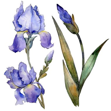 Mor Iris botanik çiçek. Suluboya arka plan illüstrasyon küme. İzole Iris resim öğesi.