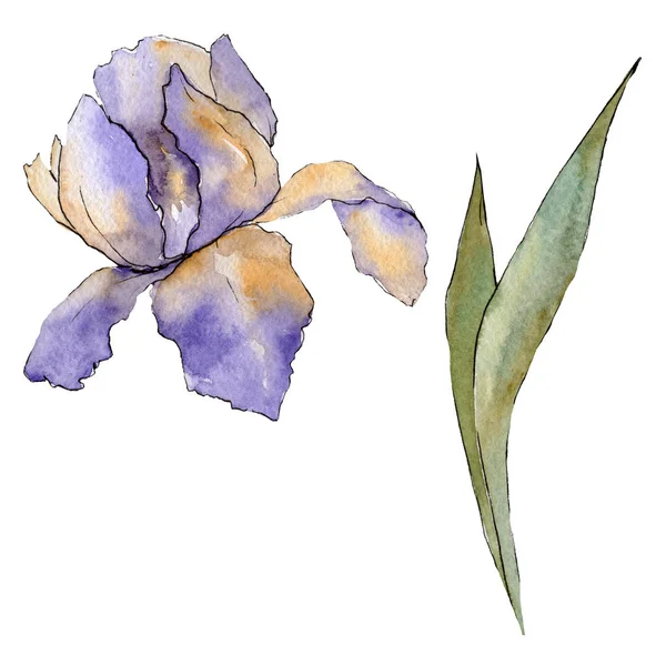 Lila iris blommig botaniska blomma. Akvarell bakgrund illustration set. Isolerade iris illustration element. — Stockfoto