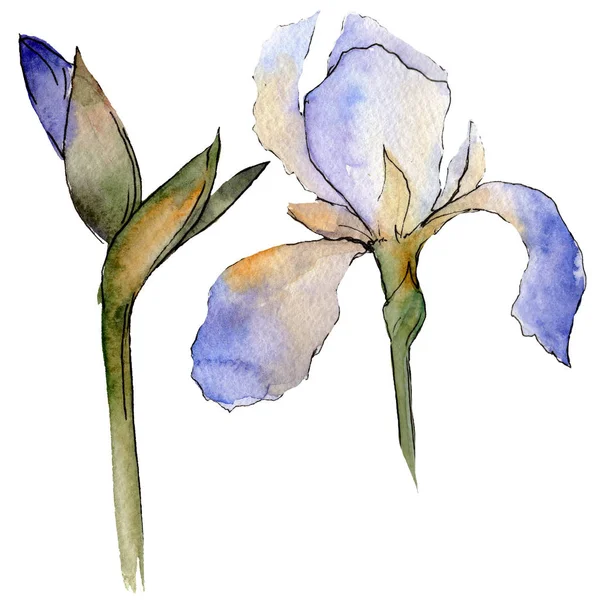 Iris viola fiore botanico floreale. Acquerello sfondo illustrazione set. Elemento di illustrazione dell'iride isolata . — Foto Stock