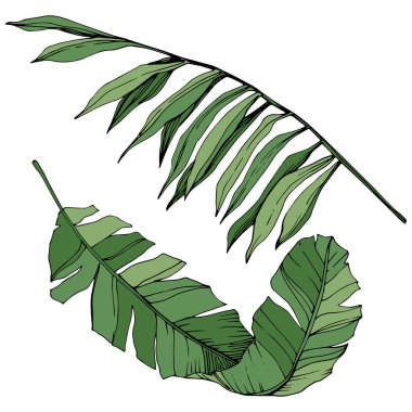 Vektör egzotik tropik hawaiian yaz. Yeşil mürekkep sanat kazınmış. İzole yaprak illüstrasyon öğesi.
