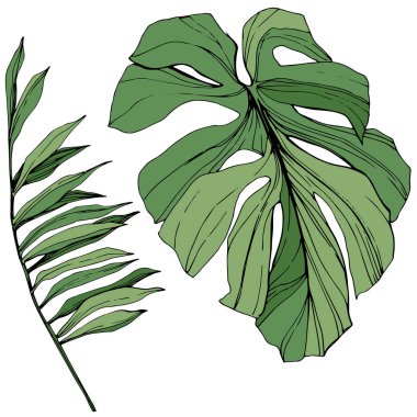 Vektör egzotik tropik hawaiian yaz. Yeşil mürekkep sanat kazınmış. İzole yaprak illüstrasyon öğesi.