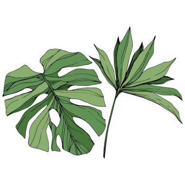 Vektör egzotik tropik hawaiian yaz. Yeşil mürekkep sanat kazınmış. İzole yaprak illüstrasyon öğesi.
