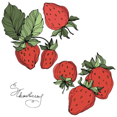 Çilek meyve vektör. Yeşil yaprak. Kırmızı ve yeşil mürekkep sanat kazınmış. Çilek illüstrasyon izole öğesi.