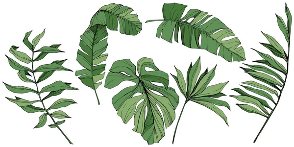 Vector Verano hawaiano tropical exótico. Arte de tinta grabada verde. Elemento de ilustración de hojas aisladas . — Archivo Imágenes Vectoriales