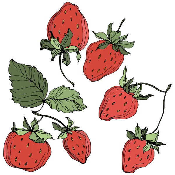 Vector Strawberry fruits. Green leaf. Red and green engraved ink art. Isolated strawberry illustration element. — Stock Vector