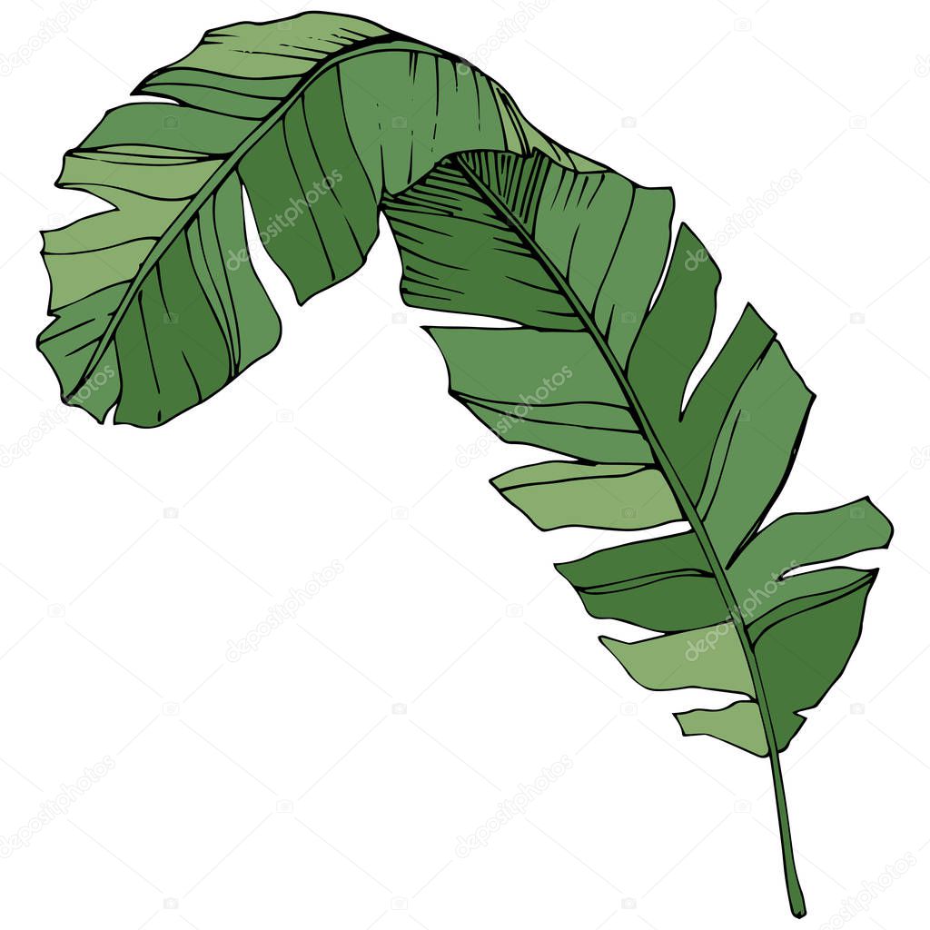 Vector Exotic tropical hawaiian summer. Green engraved ink art. Isolated leaf illustration element.