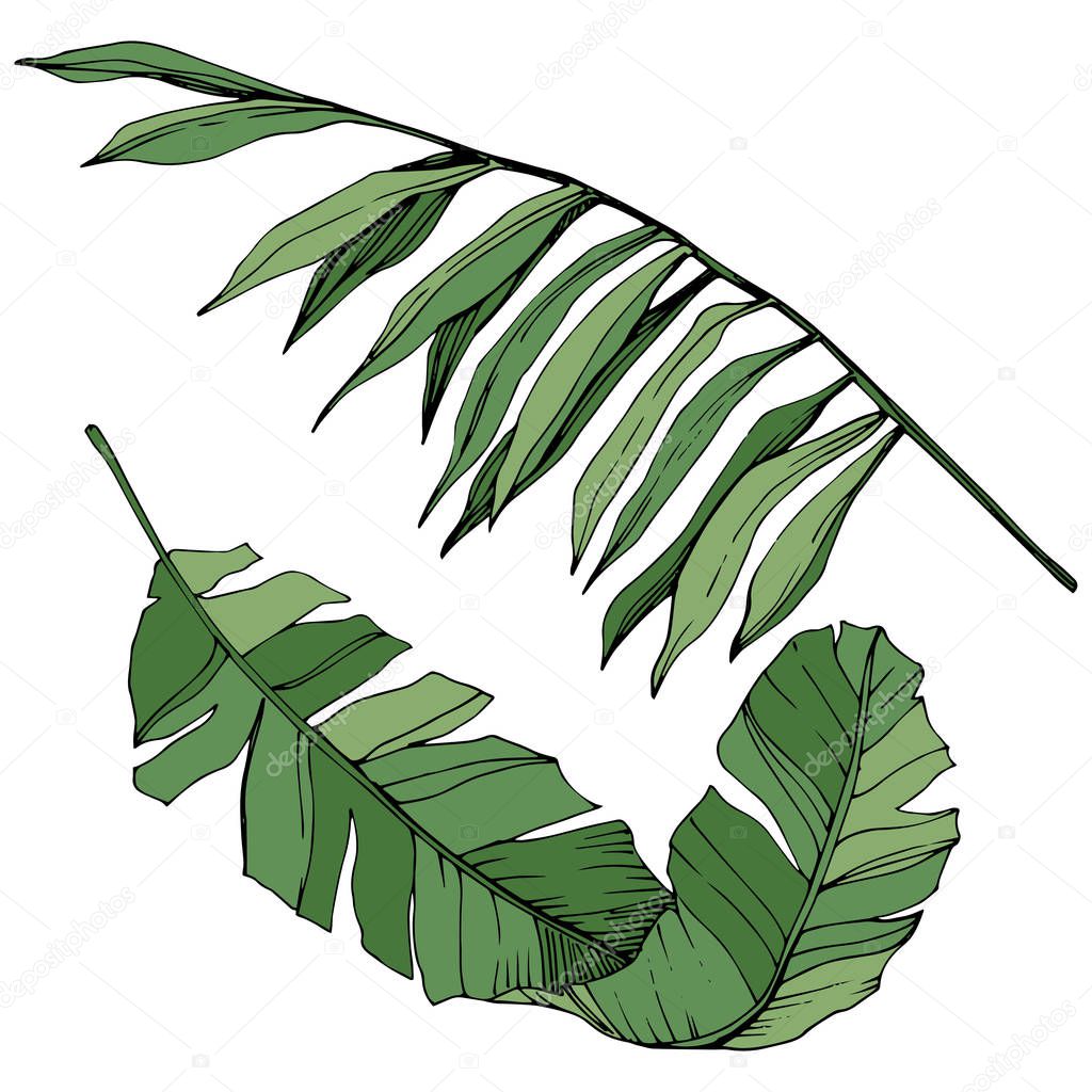 Vector Exotic tropical hawaiian summer. Green engraved ink art. Isolated leaf illustration element.