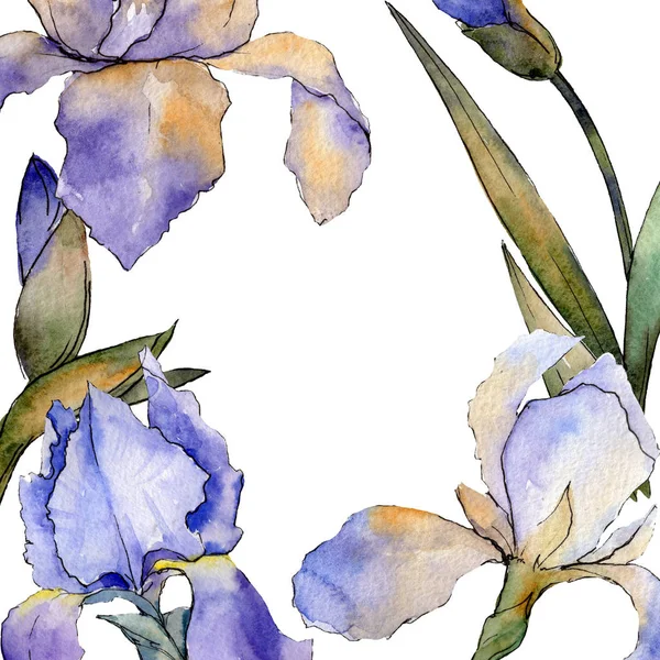 Фіолетова ірисова квіткова ботанічна квітка. Набір ілюстрацій для акварельного фону. Каркасна площа прикордонного орнаменту . — стокове фото