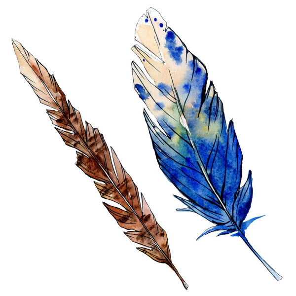 Watercolor brown and blue bird feather from wing isolated. Watercolour drawing feathers background illustration element. — Stock Photo, Image