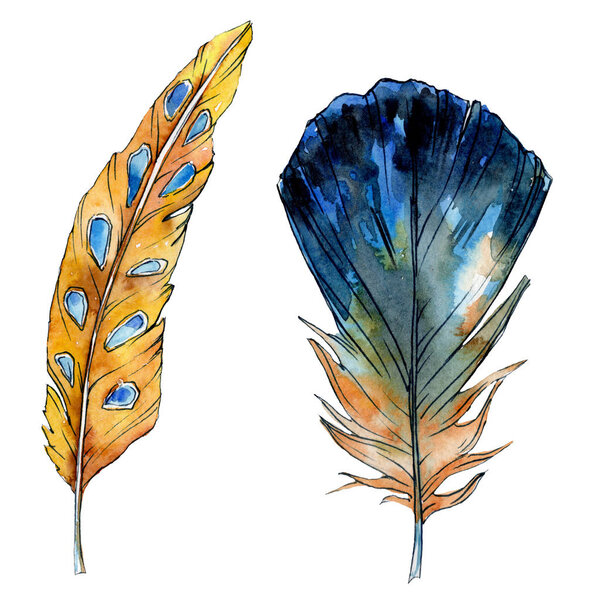 Watercolor orange and blue bird feather from wing isolated. Watercolour feathers background illustration element.
