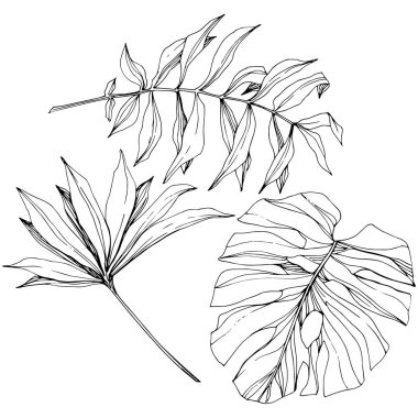 Vektör egzotik tropik hawaiian yaz. Siyah ve beyaz mürekkep sanat kazınmış. İzole yaprak illüstrasyon öğesi.