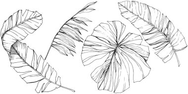 Vektör egzotik tropik hawaiian yaz. Siyah ve beyaz mürekkep sanat kazınmış. İzole yaprak illüstrasyon öğesi.