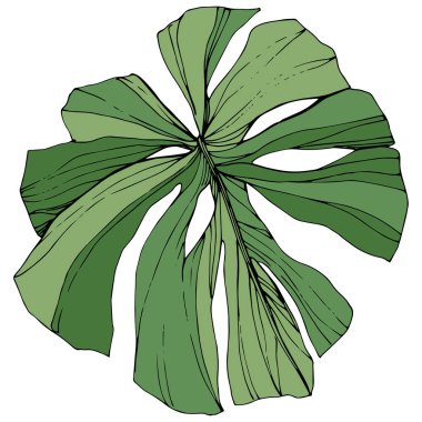 Vektör egzotik tropik hawaiian yaz. Yeşil mürekkep sanat kazınmış. İzole yaprak illüstrasyon öğesi.