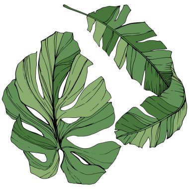 Vektör egzotik tropik hawaiian yaz. Yeşil mürekkep sanat kazınmış. İzole yaprak illüstrasyon öğesi.