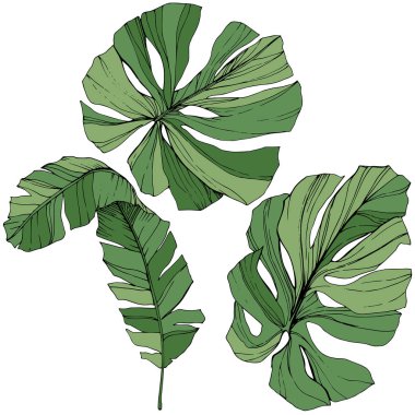 Vektör egzotik tropik hawaiian yaz. Yeşil mürekkep sanat kazınmış. İzole yaprak illüstrasyon öğesi.