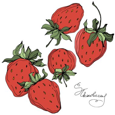 Çilek meyve vektör. Yeşil yaprak. Kırmızı ve yeşil mürekkep sanat kazınmış. Çilek illüstrasyon izole öğesi.