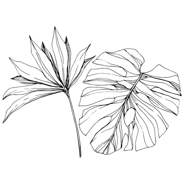 Векторное экзотическое гавайское лето. Черно-белый рисунок чернил. Изолированный элемент иллюстрации листьев . — стоковый вектор