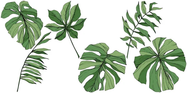 Vector Verano hawaiano tropical exótico. Arte de tinta grabada verde. Elemento de ilustración de hojas aisladas . — Archivo Imágenes Vectoriales