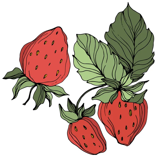 Vecteur Fraises. Feuille verte. Encre gravée rouge et verte. Élément d'illustration isolé à la fraise . — Image vectorielle