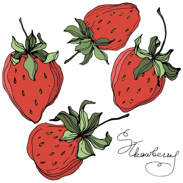 イチゴ果実をベクトルします。緑の葉。赤と緑の刻まれたインク アート。分離のイチゴ イラスト要素. — ストックベクタ